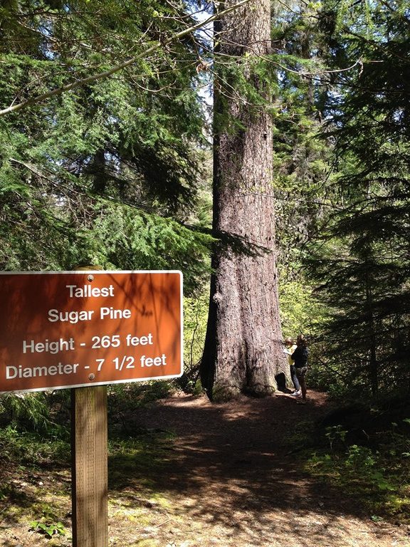 tallest_sugar_pine